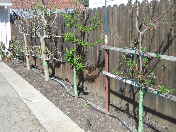 Espalier